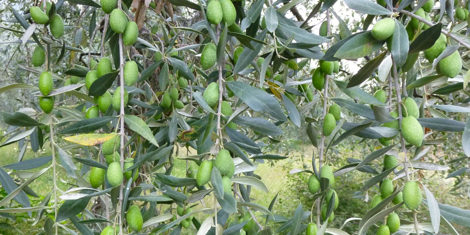 Olea_europaea_Rosa-Maria Rinkl_800x400