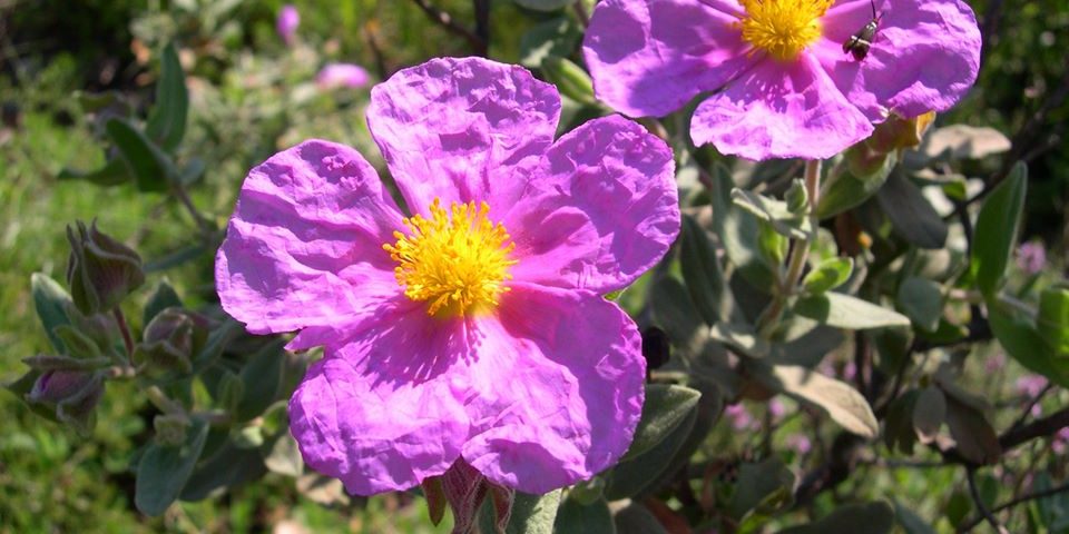 Cistus albidus