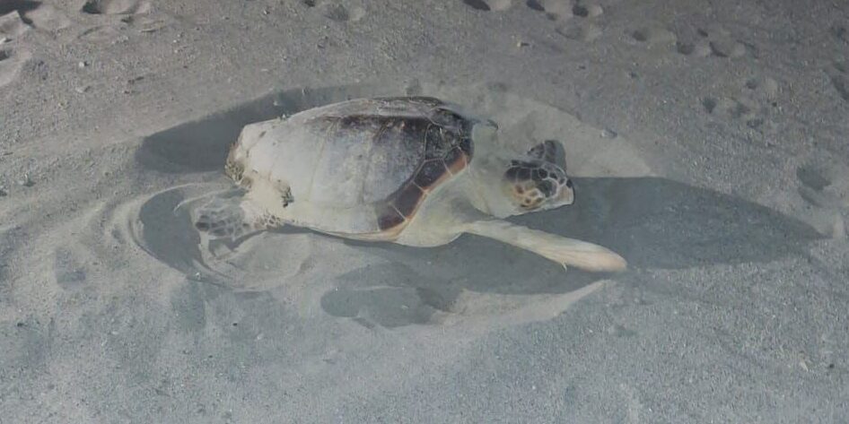 caretta