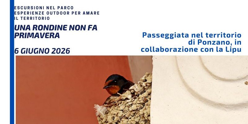 locandina sito rondini 6 giugno